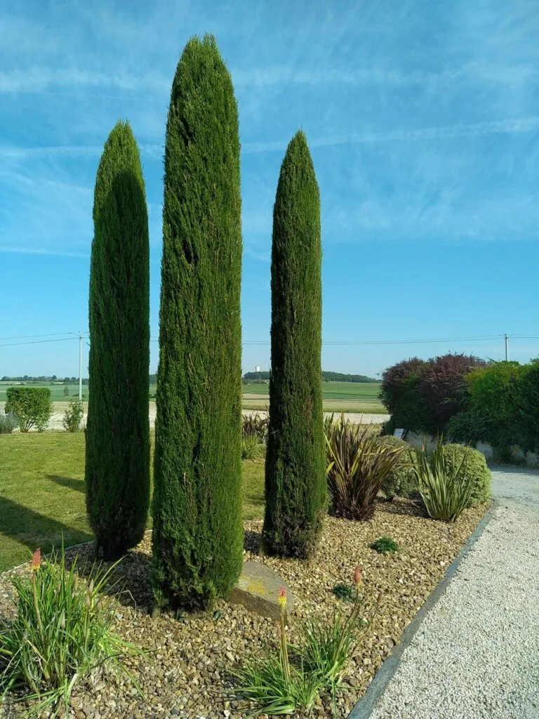 Taille et entretien d’un espace vert